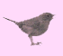 Wren Logo