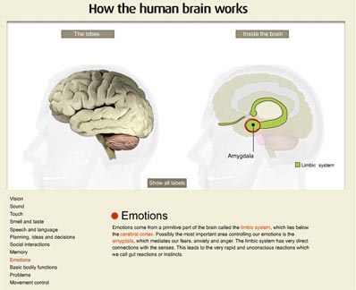 How the human brain works 