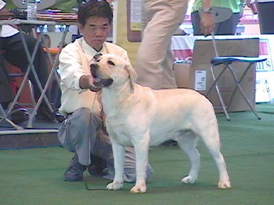 beracah's st john waterdog.jpg