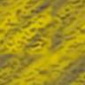 yellow back