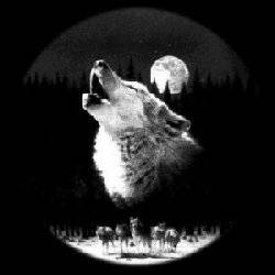 Wolves are commonly associated with vampires