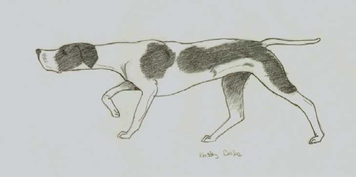 Pointer ~ a spotted hunting dog
