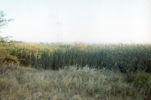 Cultivated fields in the vicinity of the fertilizer factory at 
Kafue