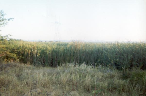 Cultivated fields in the vicinity of the fertilizer factory at 
Kafue