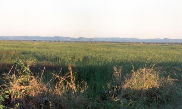 Cultivated fields in the vicinity of the fertilizer factory at 
Kafue