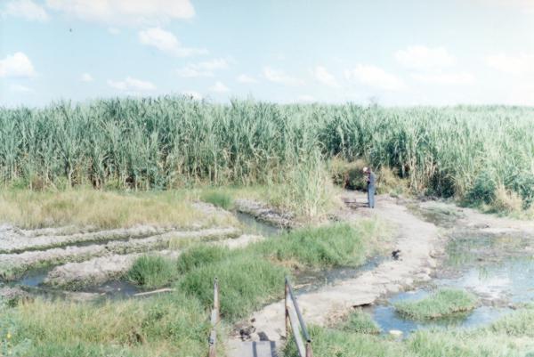 Cultivated fields