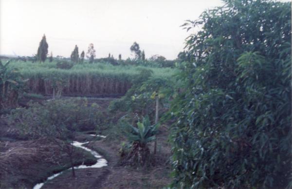 Sugar cane fields near Kafue river banks