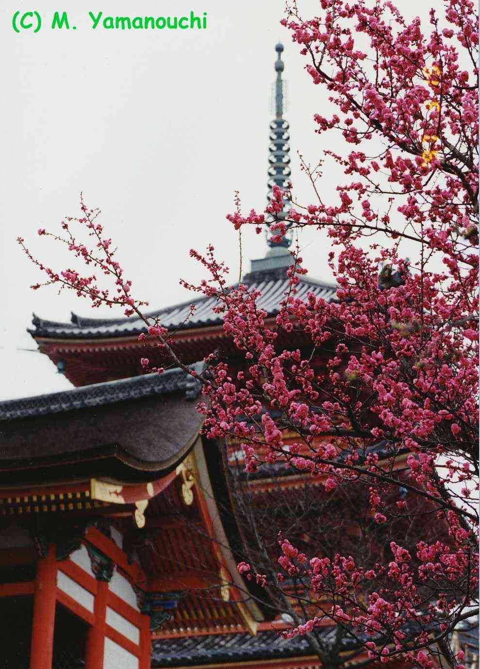 Pagoda y Ume, Kyoto. Foto: &copy; M.Yamanouchi 