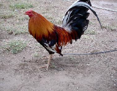 White Hackle Rooster