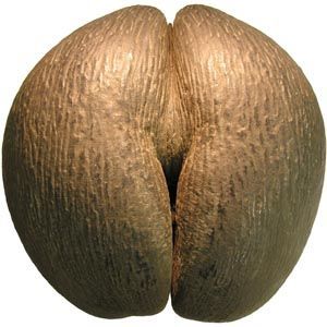 coco