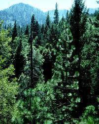 conifers