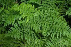 ferns