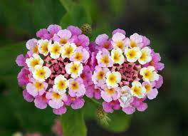 flowering