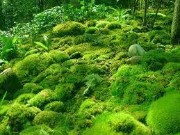 mosses