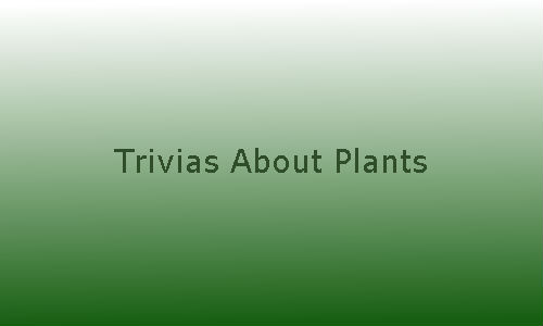 trivias
