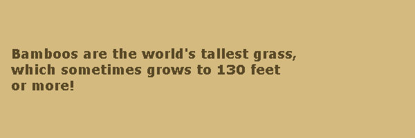 trivia