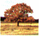 Haga como el �rbol, ��RECICLE SUS HOJAS!! (Arq.L.I.)