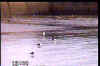 GB557.JPG (8846 bytes)