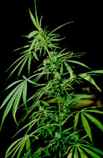 Hemp