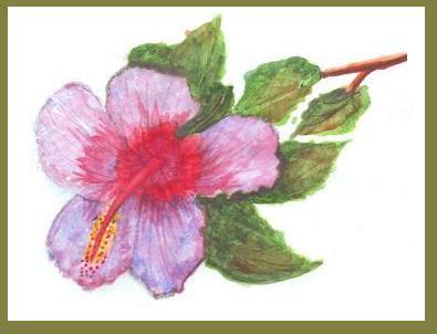 hibiscus