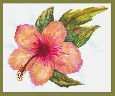 hibiscus