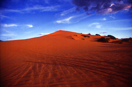 Coral Pink Sand Dunes State Park, Utah is just one of many USA motifs available here at STAR SHOP AMERICA ! - Visit a large collection of T-Shirts, Sweat-Shirts, Coffee Cups, Mugs, Posters, Postcards, Greeting Cards, Stamps, Buttons, Stickers, Journals, Mousepads, Caps, Infant Wear, Tile Boxes & much more ! - We have all kinds of items in store with themes from the American West, from the Rocky Mountains States and their famous National Parks as well as other US regions !