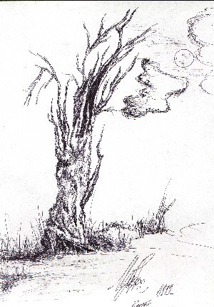 opera realizzata da M.L.  carta e carboncino
