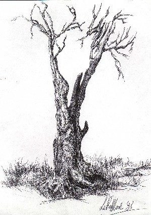 opera realizzata da M.L.  carta e carboncino