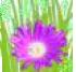 flor