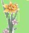 tulipa