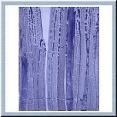 Organic Blues