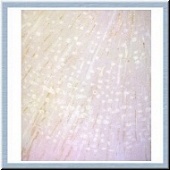 Light Rain
