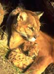 Puma and Cubs