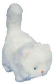Clara the Cat