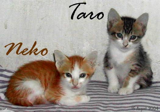 Taro and Neko