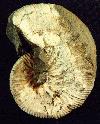 Hoploscaphites sp.