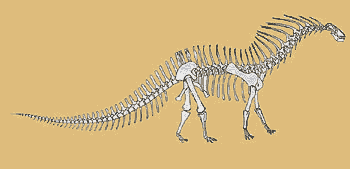 Amargasaurus cazaui