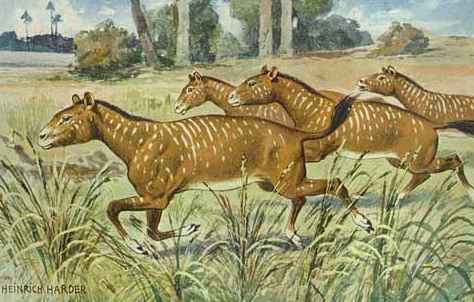 Mesohippus