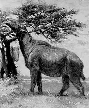 Indricotherium