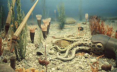 Cordados invertebrados