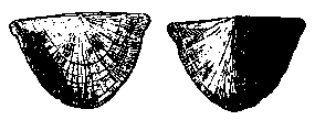 Rafinesquina loxorhytis
