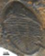 Ogygiocaris carella