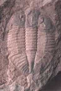 Ogyginus corndensis