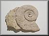 Maclurites magnus
