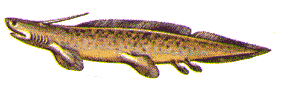 Xenacanthus