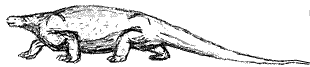 Cotylorhynchus