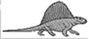 Dimetrodon