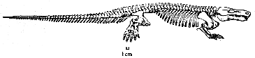 Limnosceles
