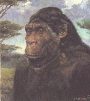 Australopithecus