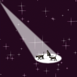 cat spotlight